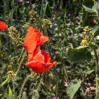 Coquelicots - Baseball club "Les Boucaniers" - La Rochelle